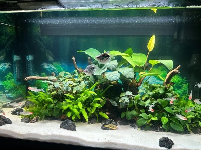 哪些魚與黃藍曼龍魚混養最佳（曼龍魚能和什么魚混養）
