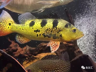 巴西亞魚最佳混養(yǎng):巴西亞魚怎么混養(yǎng) 觀賞魚百科 第3張 巴西亞魚最佳混養(yǎng):巴西亞魚怎么混養(yǎng) 巴西亞魚最佳混養(yǎng):巴西亞魚怎么混養(yǎng) 觀賞魚百科 第3張