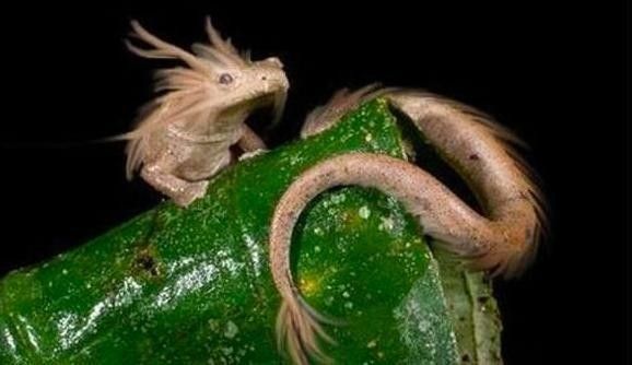 龍魚多久繁殖一次？（揭秘龍魚的繁殖過程）