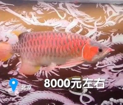 寧國龍魚是雜牌子魚嗎（寧國龍魚不符合“雜牌子魚”的定義，我們需要考慮寧國龍魚的價值）