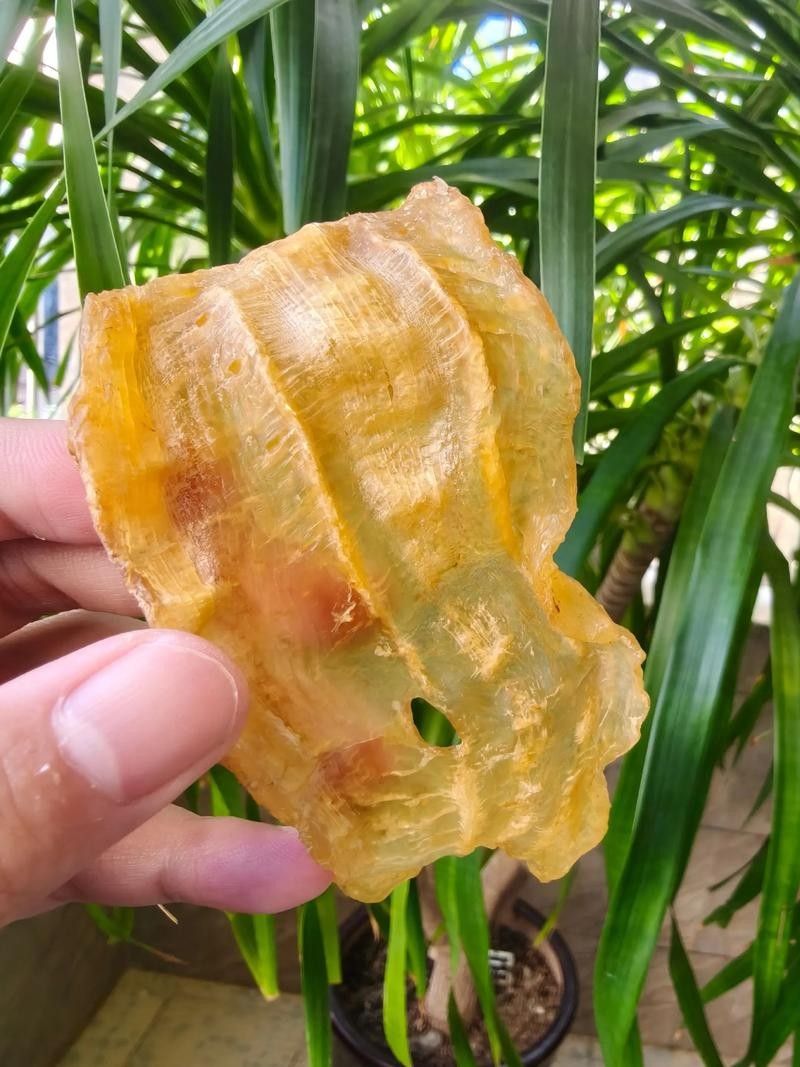 金龍魚蛟（金龍魚膠是什么魚堂主粉絲）