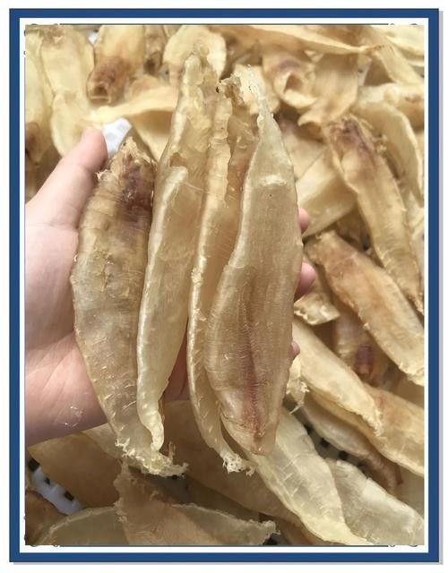 金龍魚蛟（金龍魚膠是什么魚堂主粉絲）