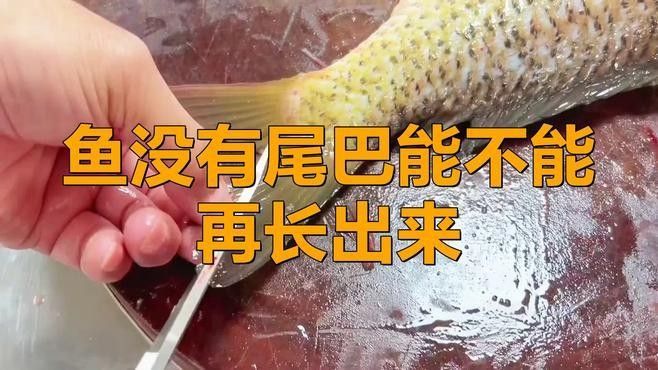 龍魚掉尾一般多久能恢復（銀龍魚掉尾的三大原因及解決方法咖啡醇醇少年脫俗風） 龍魚掉尾一般多久能恢復（銀龍魚掉尾的三大原因及解決方法咖啡醇醇少年脫俗風） 龍魚百科 第2張