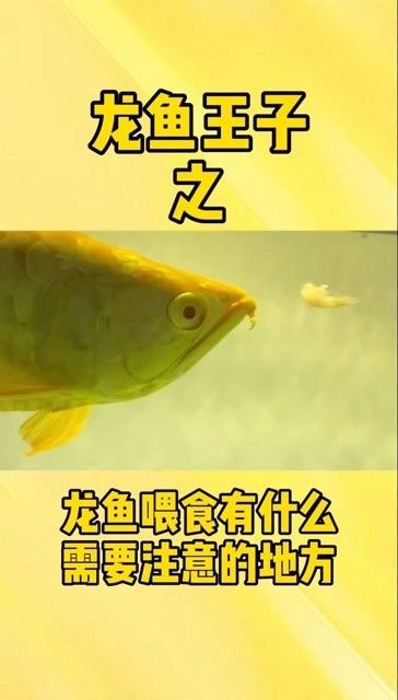 龍魚最忌三種食物（龍魚喂養(yǎng)禁忌,別把你的魚喂死了才后悔）
