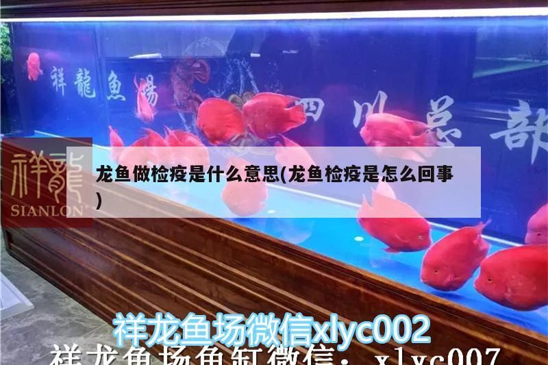 龍魚做檢疫是什么意思(龍魚檢疫是怎么回事)（龍魚做檢疫是什么意思）