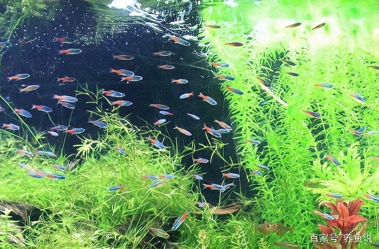 如何判斷龍魚缸水質是否偏堿（如何判斷魚缸水質是否偏堿）
