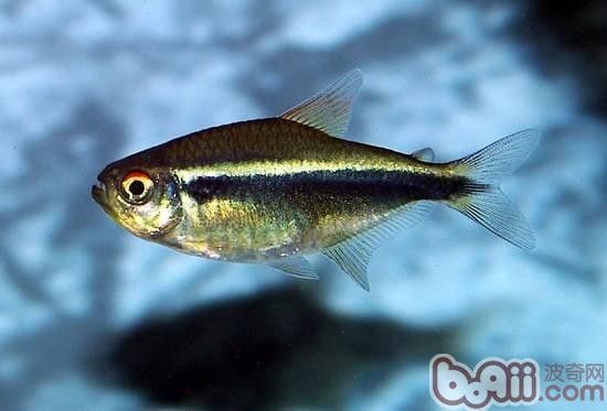 如何判斷龍魚缸水質是否偏堿（如何判斷魚缸水質是否偏堿）