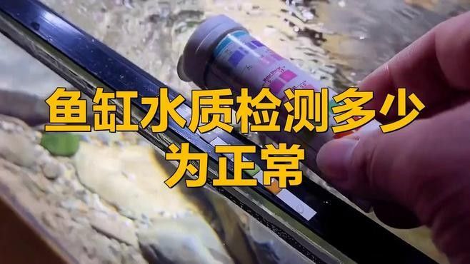 如何判斷龍魚缸水質是否偏堿（如何判斷魚缸水質是否偏堿）