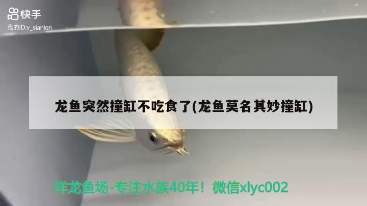 同一個缸就是一家人（《同一個缸就是一家人》）