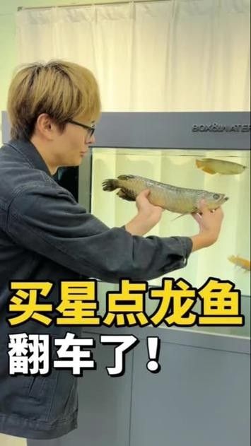 星點(diǎn)龍魚的價(jià)格是多少？（20-30公分龍魚飼養(yǎng)技巧與注意事項(xiàng)）