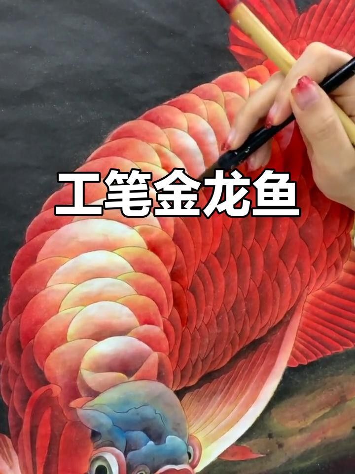 高清工筆金龍魚圖片（高清工筆畫金龍魚圖片欣賞）
