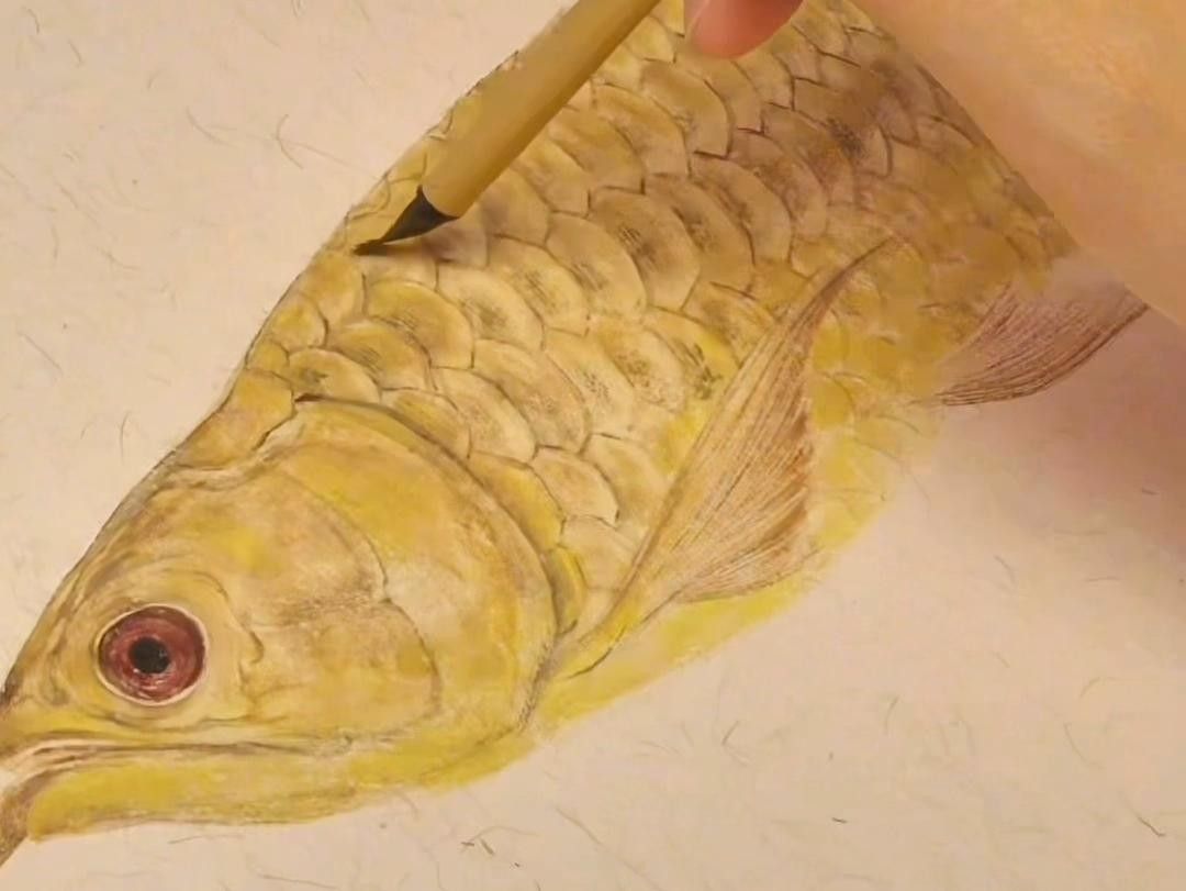 高清工筆金龍魚圖片（高清工筆畫金龍魚圖片欣賞）