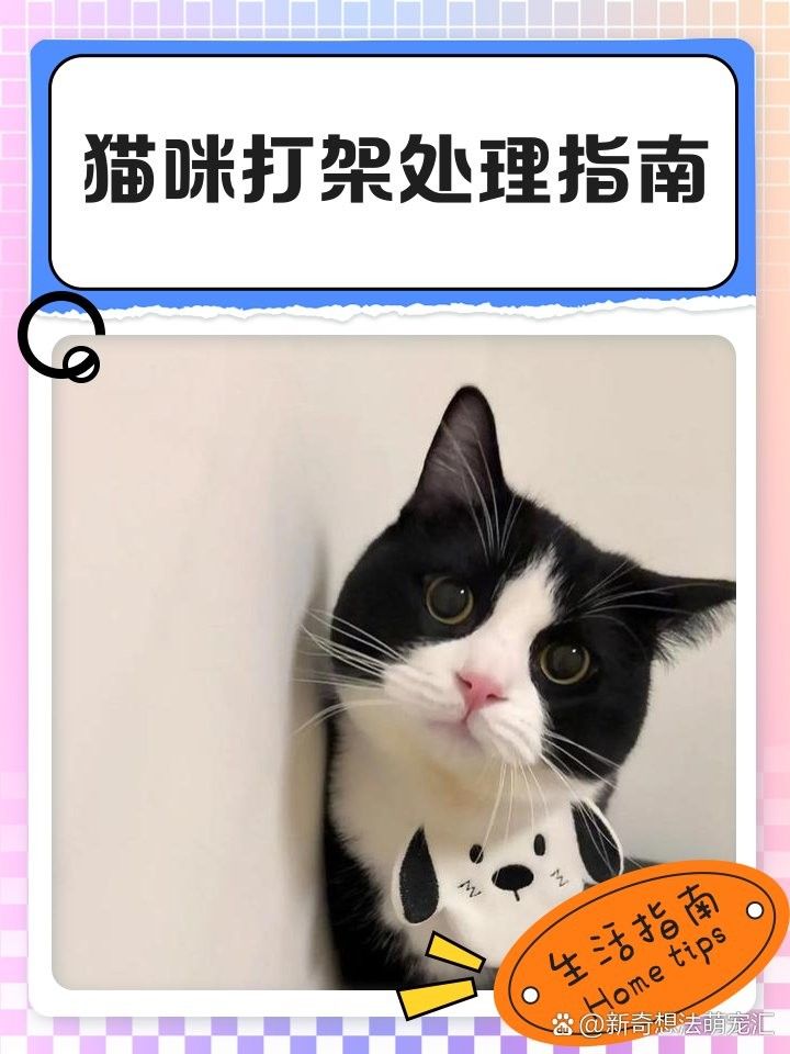 如何預防龍貓和貓打架（如何預防龍貓和貓之間的沖突）