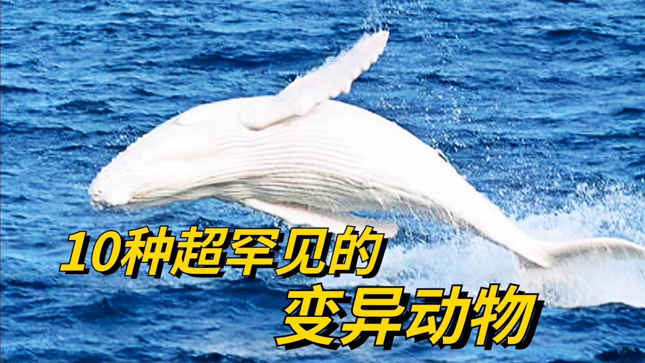 這些變異品種中哪個最稀有？（地球上最稀有的10種變異動物，其中一種中國獨有）