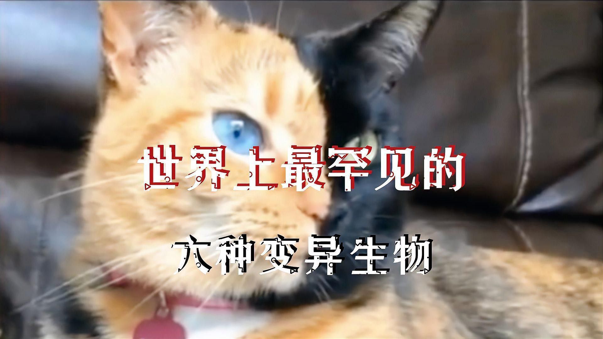 這些變異品種中哪個最稀有？（地球上最稀有的10種變異動物，其中一種中國獨有）