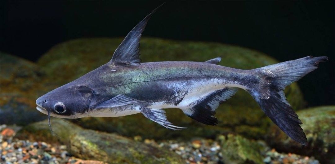 成吉思汗鯊魚成年后有多大（“鯊魚”吃鸚鵡魚竟然被卡死，這到底是怎么回事） 成吉思汗鯊魚成年后有多大（“鯊魚”吃鸚鵡魚竟然被卡死，這到底是怎么回事） 龍魚百科 第5張