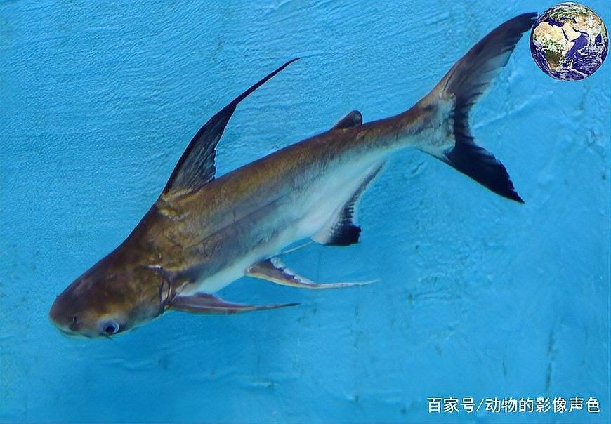 成吉思汗鯊魚成年后有多大（“鯊魚”吃鸚鵡魚竟然被卡死，這到底是怎么回事） 成吉思汗鯊魚成年后有多大（“鯊魚”吃鸚鵡魚竟然被卡死，這到底是怎么回事） 龍魚百科 第8張