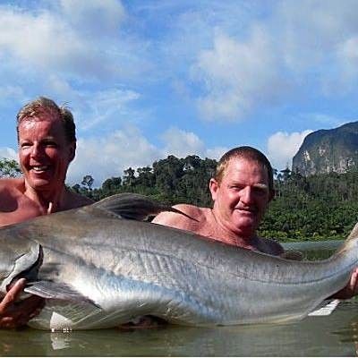 成吉思汗鯊魚成年后有多大（“鯊魚”吃鸚鵡魚竟然被卡死，這到底是怎么回事） 成吉思汗鯊魚成年后有多大（“鯊魚”吃鸚鵡魚竟然被卡死，這到底是怎么回事） 龍魚百科 第7張