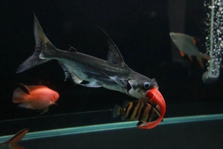 成吉思汗鯊魚成年后有多大（“鯊魚”吃鸚鵡魚竟然被卡死，這到底是怎么回事） 成吉思汗鯊魚成年后有多大（“鯊魚”吃鸚鵡魚竟然被卡死，這到底是怎么回事） 龍魚百科 第4張