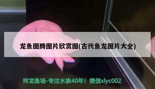 龍魚圖騰圖片欣賞圖(古代魚龍圖片大全)（古代龍魚圖騰圖片欣賞圖）