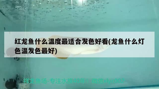 紅龍魚什么溫度最適合發(fā)色好看(龍魚什么燈色溫發(fā)色最好)（紅龍魚什么溫度最適合發(fā)色好看）
