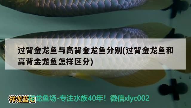 過背金龍魚與高背金龍魚分別(過背金龍魚和高背金龍魚怎樣區分)（過背金龍魚與高背金龍魚的區別）