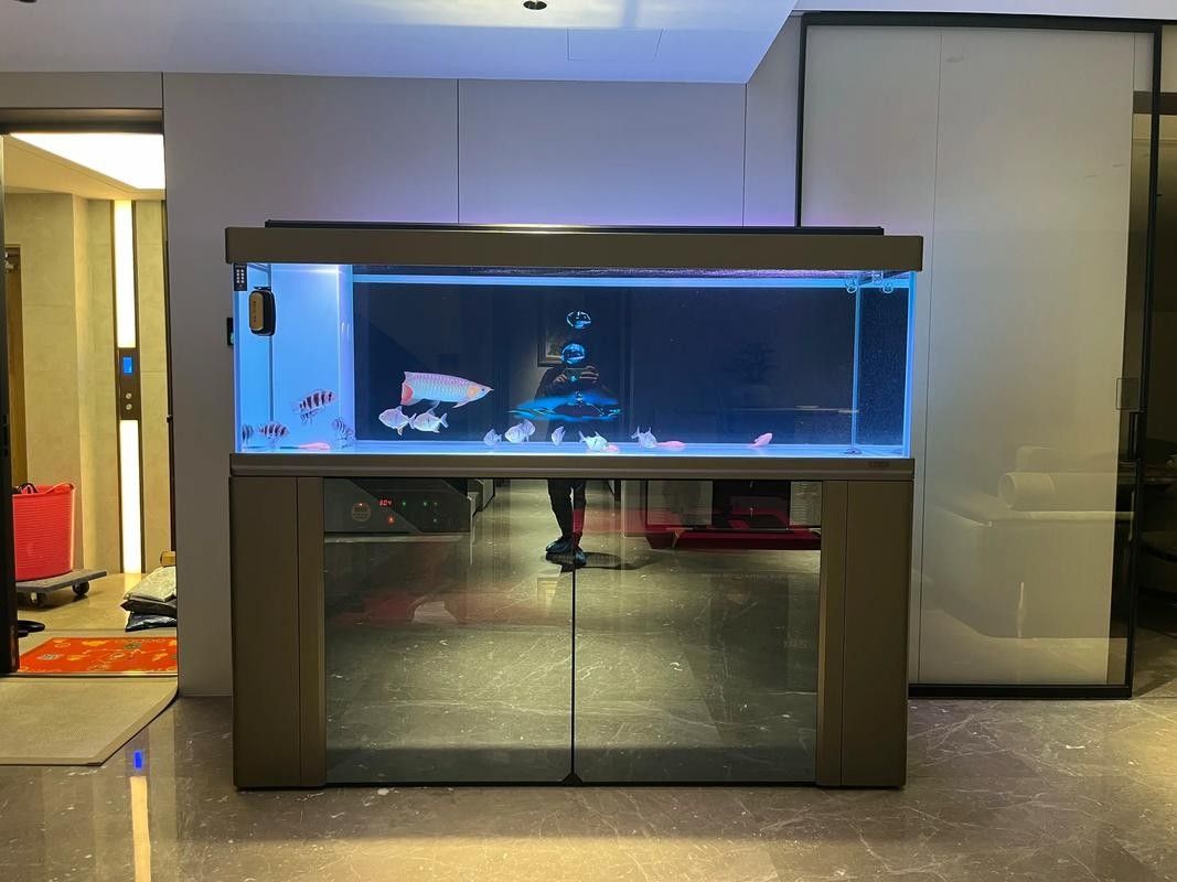 通川哪個水族館龍魚好?祥龍魚場龍魚(通川哪個水族館龍魚好) 龍魚百科 第2張 通川哪個水族館龍魚好?祥龍魚場龍魚(通川哪個水族館龍魚好) 通川哪個水族館龍魚好?祥龍魚場龍魚(通川哪個水族館龍魚好) 龍魚百科 第2張