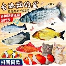 北京哪里賣紅龍魚苗（北京賣紅龍魚苗的方法）