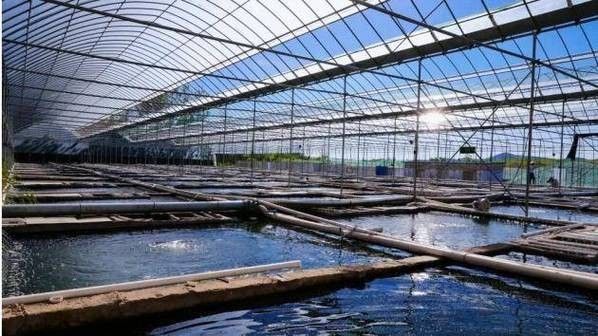 臨沂苗氏金魚（臨沂苗氏金魚養殖基地地址在哪里？）