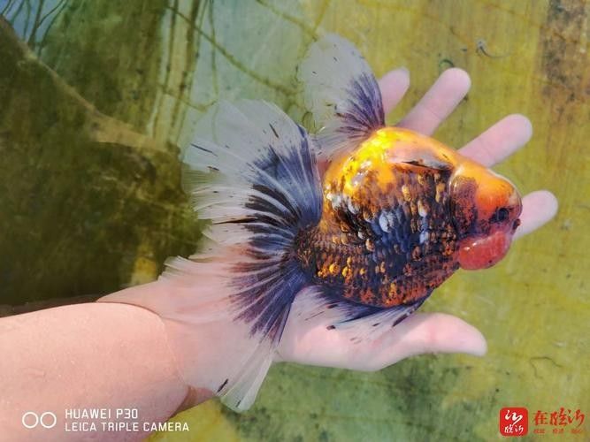 臨沂苗氏金魚（臨沂苗氏金魚養殖基地地址在哪里？）