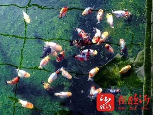 臨沂苗氏金魚（臨沂苗氏金魚養殖基地地址在哪里？）