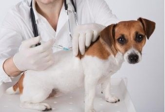 龍貓咬傷會得狂犬病嗎（貓咬傷會得狂犬病嗎？）