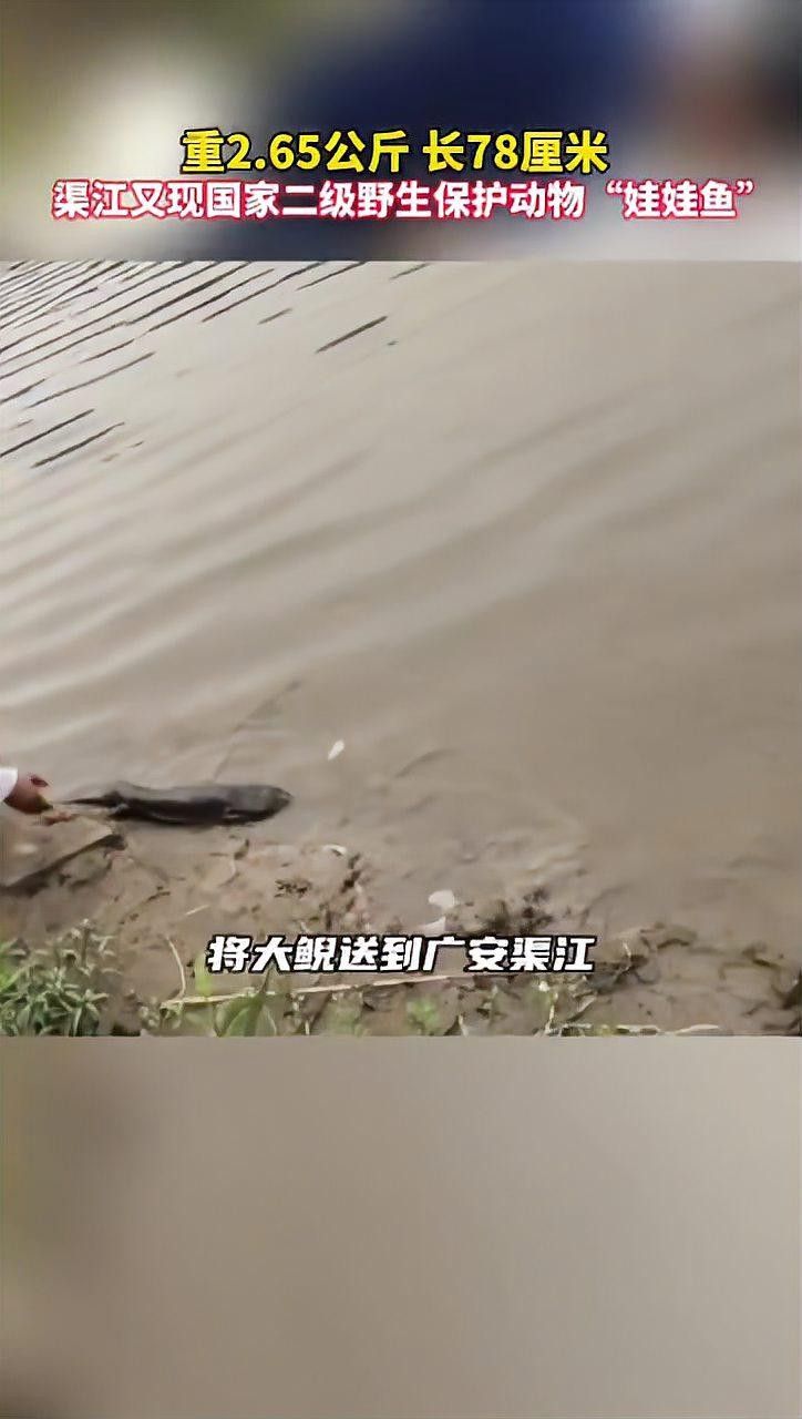渠江里面有什么魚種（渠江生活著多種魚類）