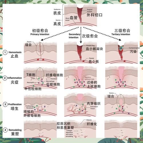 如何促進(jìn)傷口愈合(傷口怎么樣愈合快) 龍魚百科 第2張 如何促進(jìn)傷口愈合(傷口怎么樣愈合快) 如何促進(jìn)傷口愈合(傷口怎么樣愈合快) 龍魚百科 第2張