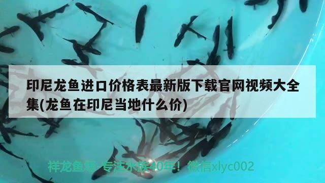 紅龍魚 印尼龍魚進口價格表最新版下載官網視頻大全集(龍魚在印尼當地什么價)(印尼龍魚進口價格表最新版下載官網視頻大全集) 觀賞魚百科 印尼龍魚進口價格表最新版下載官網視頻大全集(龍魚在印尼當地什么價)(印尼龍魚進口價格表最新版下載官網視頻大全集) 印尼龍魚進口價格表最新版下載官網視頻大全集(龍魚在印尼當地什么價)(印尼龍魚進口價格表最新版下載官網視頻大全集) 觀賞魚百科