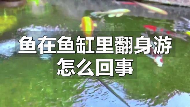 紅龍魚側身游如何治療？（紅龍魚側身游如何自救寵庫魚在魚缸里翻身游怎么回事）