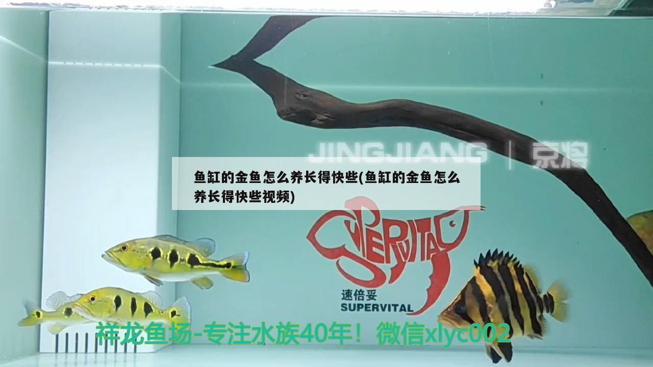 魚缸的金魚怎么養長得快些(魚缸的金魚怎么養長得快些視頻)（金魚怎么養長得快）