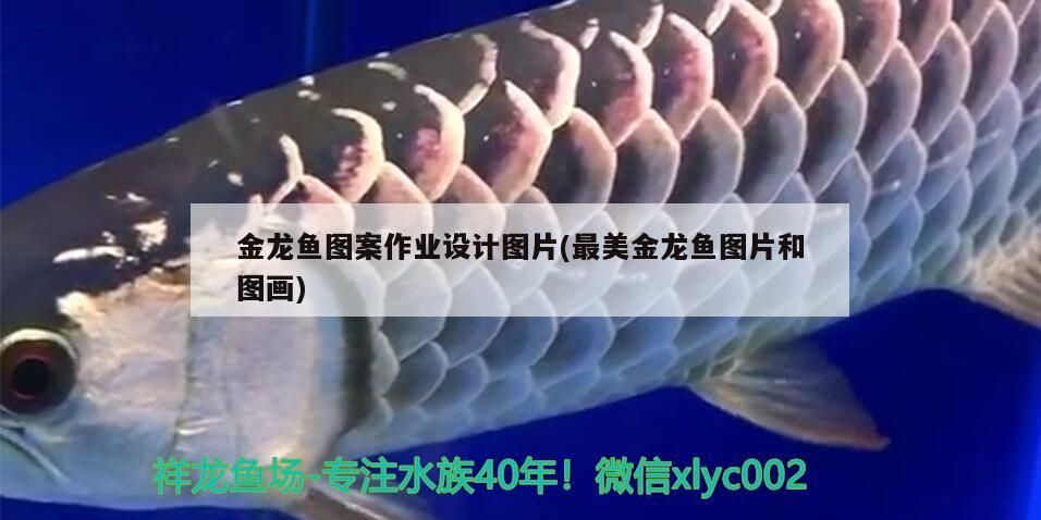 金龍魚圖案作業(yè)設(shè)計(jì)圖片(最美金龍魚圖片和圖畫)（金龍魚圖案作業(yè)設(shè)計(jì)圖案作業(yè)設(shè)計(jì)圖片和作業(yè)設(shè)計(jì)圖片介紹）