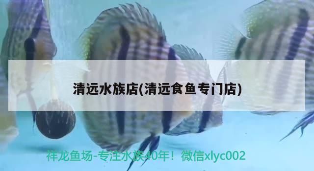 清遠水族店(清遠食魚專門店)（廣東清遠水族店）