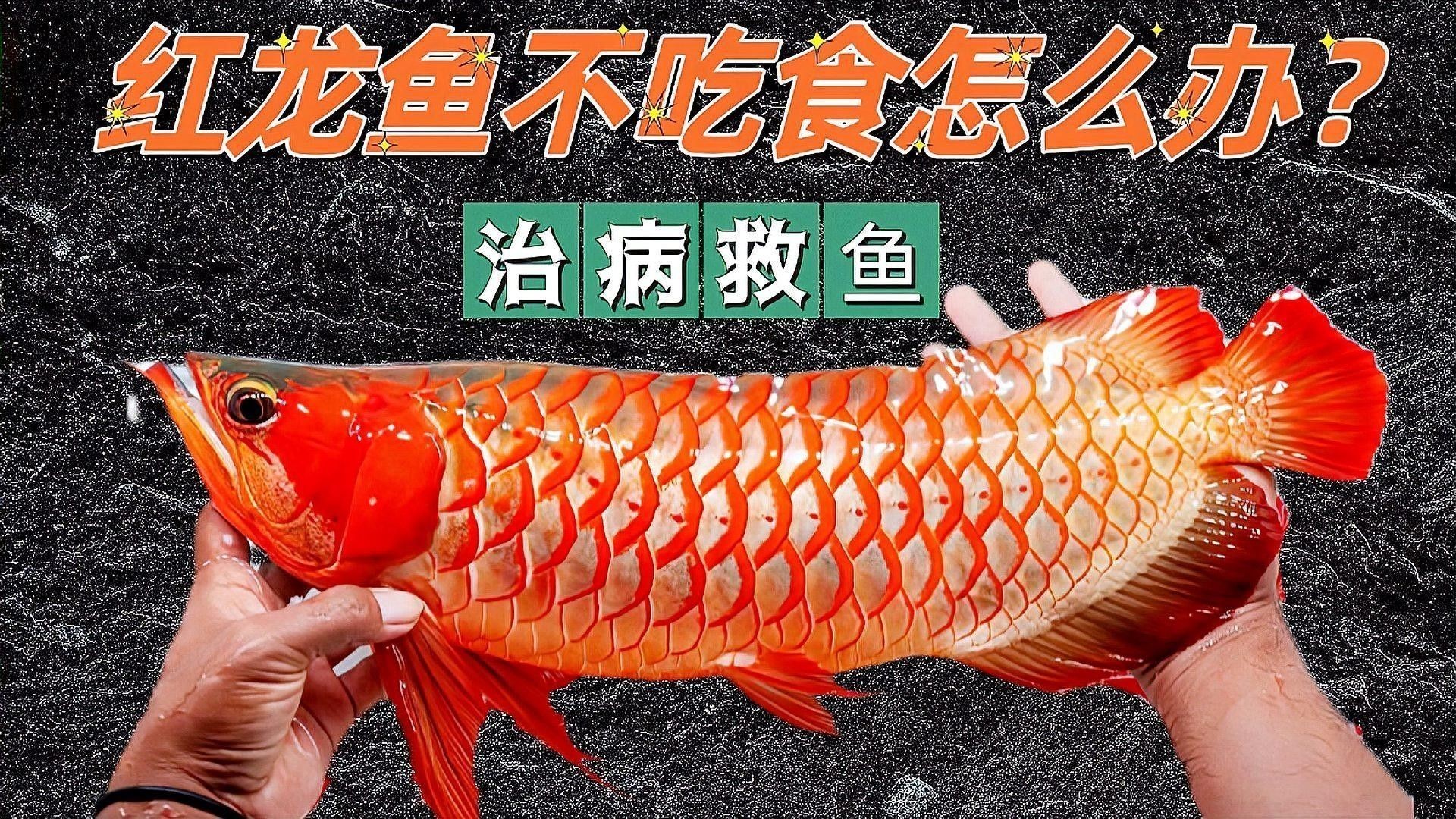 紅龍魚拒食干食的原因有哪些（紅龍魚為什么會拒食干食） 紅龍魚拒食干食的原因有哪些（紅龍魚為什么會拒食干食） 龍魚百科 第1張
