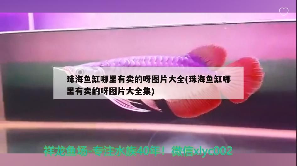 珠海魚缸哪里有賣的呀圖片大全(珠海魚缸哪里有賣的呀圖片大全集)（珠海魚缸哪里有賣的呀）