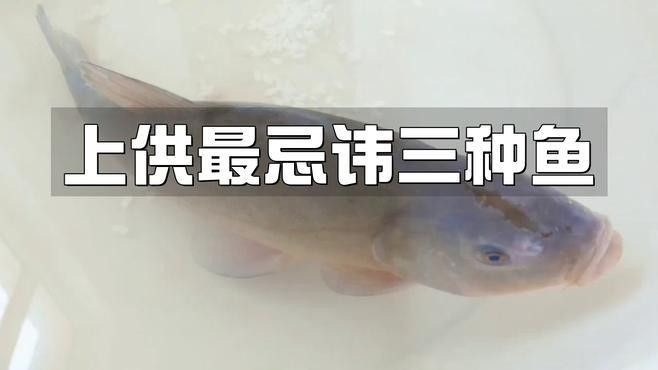 神農架最忌三種魚（上供最忌諱三種魚）