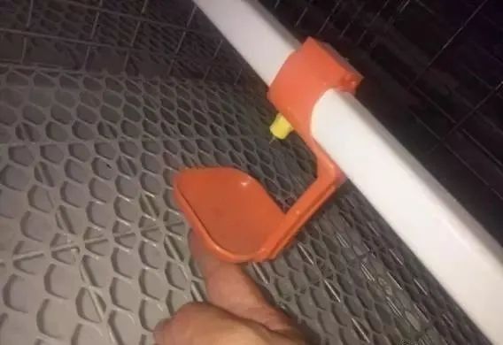 混養成功后的日常管理要點有哪些？（混養成功后的日常管理）