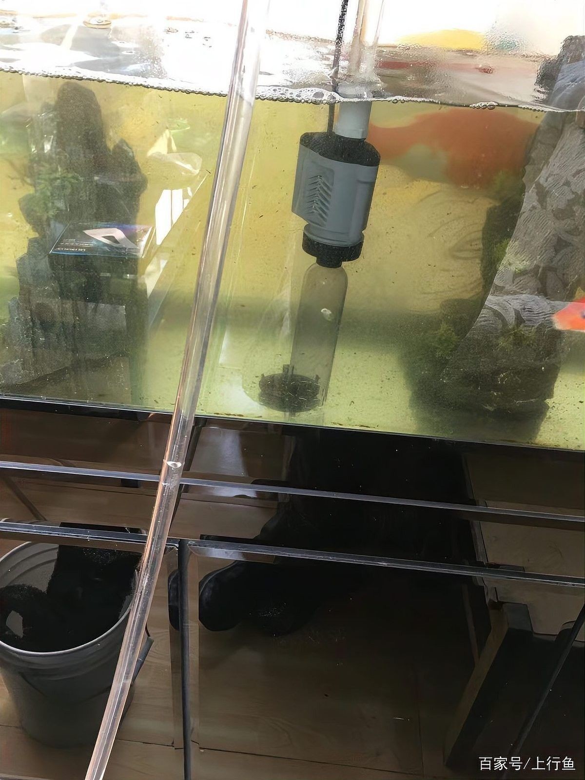 龍魚下黃粉后需要多久換水（魚缸下黃粉后多久換水） 龍魚下黃粉后需要多久換水（魚缸下黃粉后多久換水） 龍魚百科 第7張