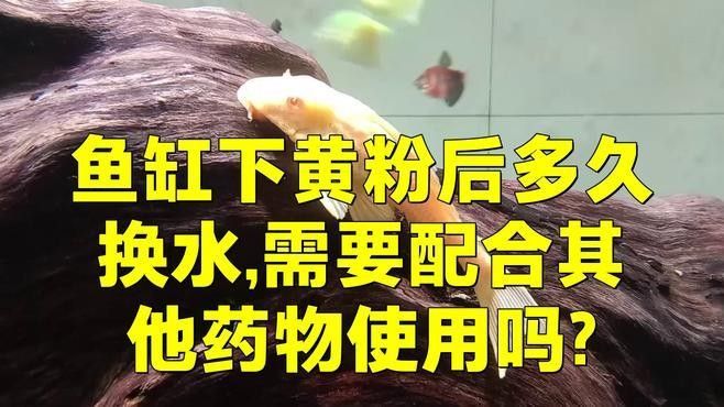 龍魚下黃粉后需要多久換水（魚缸下黃粉后多久換水） 龍魚下黃粉后需要多久換水（魚缸下黃粉后多久換水） 龍魚百科 第1張