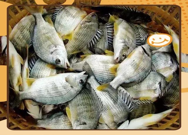 龍丁魚的營養(yǎng)價值及功效（李芊綿一級公共營養(yǎng)師三甲龍利魚的營養(yǎng)價值與功效有哪些）