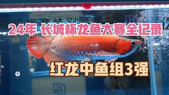 美鱗龍魚水族店是否存在？（美鱗龍魚水族店是否存在）