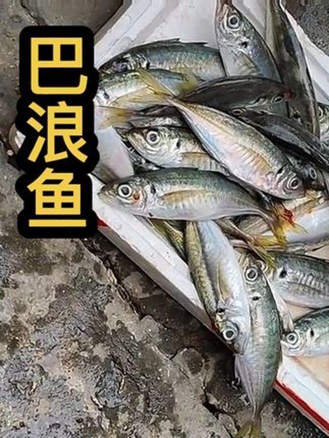 巴麗魚（巴麗魚是一種生活在熱帶和亞熱帶水域中的魚類，是許多水族愛好者的最愛）
