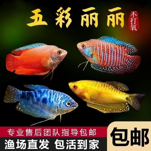 巴麗魚（巴麗魚是一種生活在熱帶和亞熱帶水域中的魚類，是許多水族愛好者的最愛）