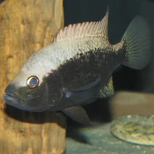 巴麗魚（巴麗魚是一種生活在熱帶和亞熱帶水域中的魚類，是許多水族愛好者的最愛）